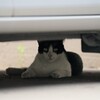 何見てるニャ？
