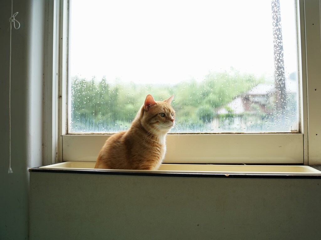 雨の日の憂鬱2