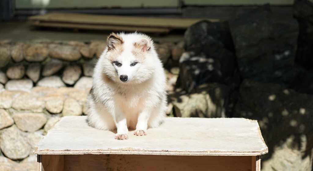 お座り狸