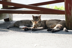 親子でお昼寝