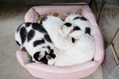 猫埋まりベッド