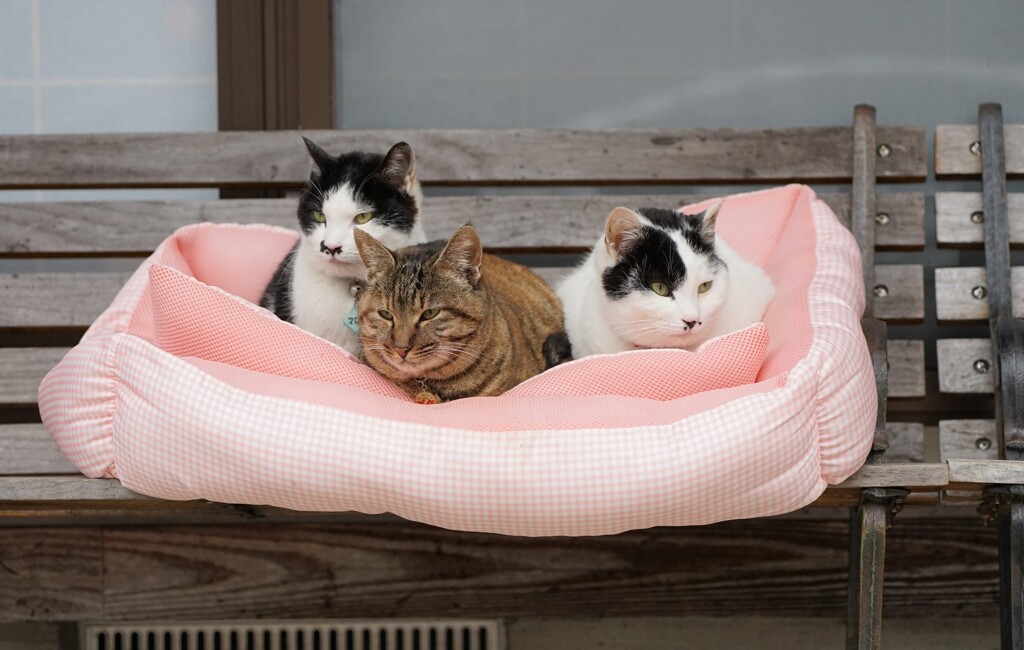 猫座布団