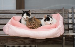 猫座布団