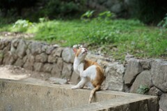 かゆいっニャ2