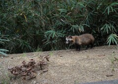 狸とバッタリ