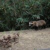 狸とバッタリ