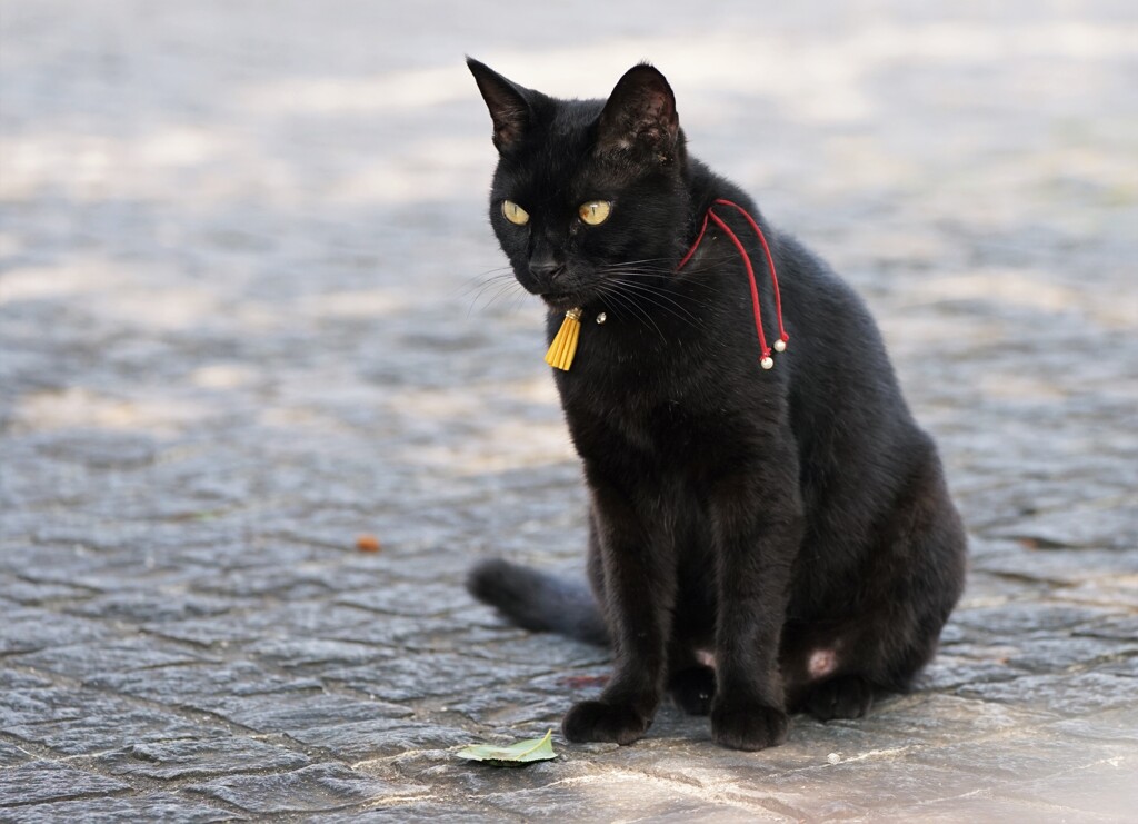 黒猫　ケンちゃん1