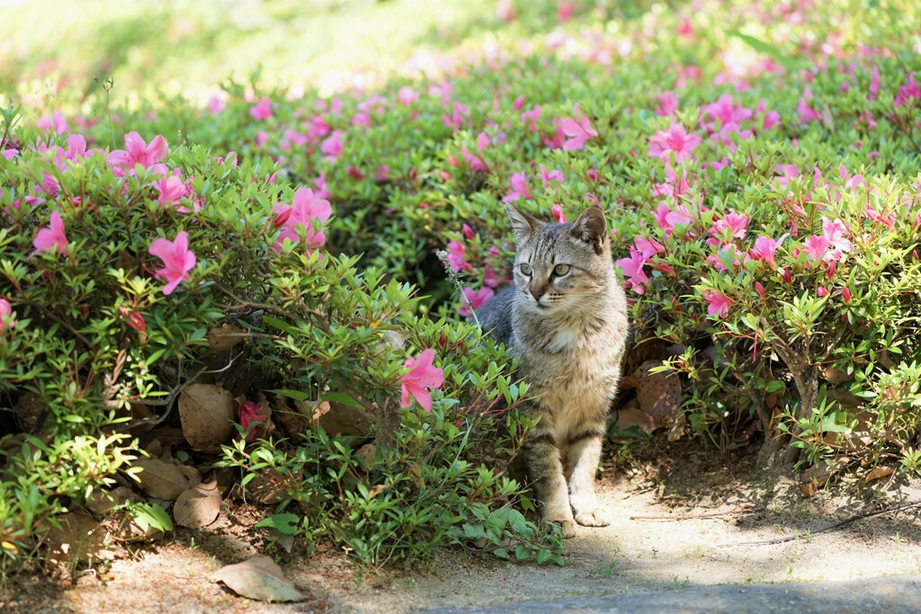 庭園の野良猫