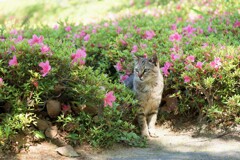 庭園の野良猫