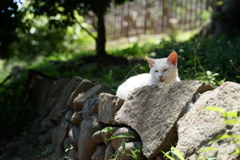 ゆったりするニャ