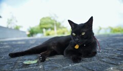 黒猫　ケンちゃん2