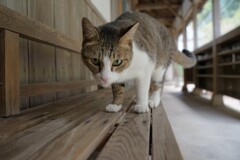 餌ちょうだい