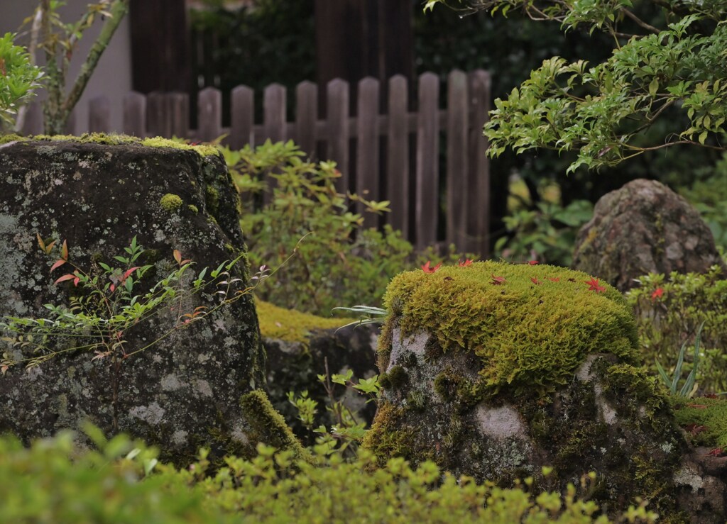 苔に咲く