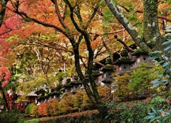 紅葉