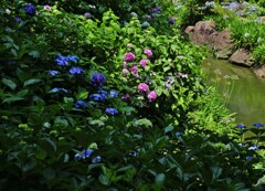 紫陽花