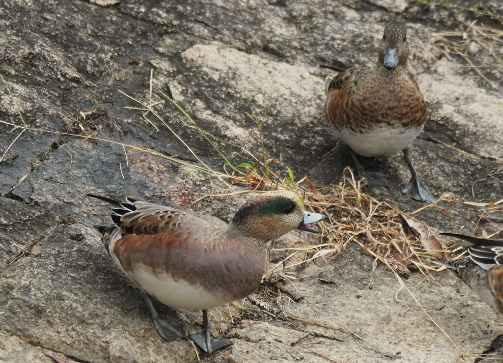 ヒドリガモ×アメリカヒドリ