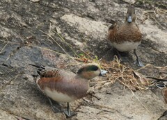 ヒドリガモ×アメリカヒドリ