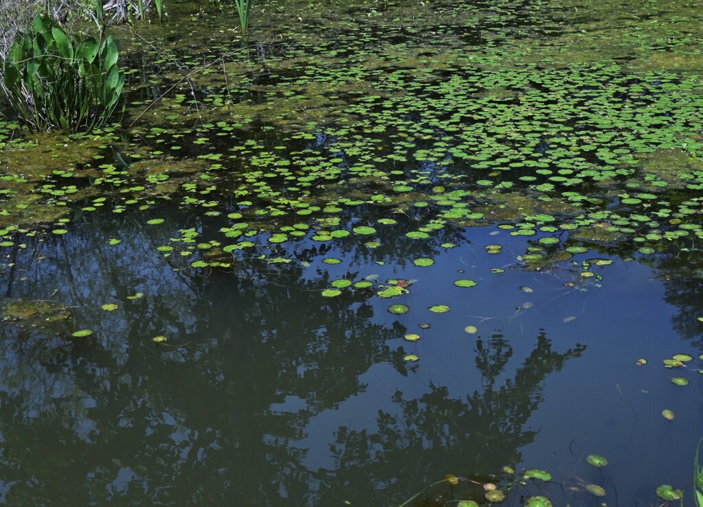 水面