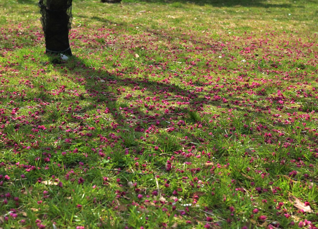 花と影