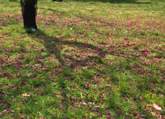 花と影