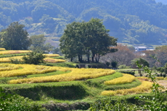 山麓の秋