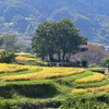 山麓の秋