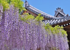 紫のカーテン