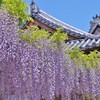紫のカーテン