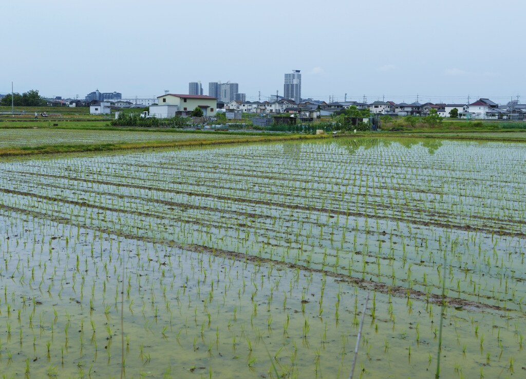 北野田遠望
