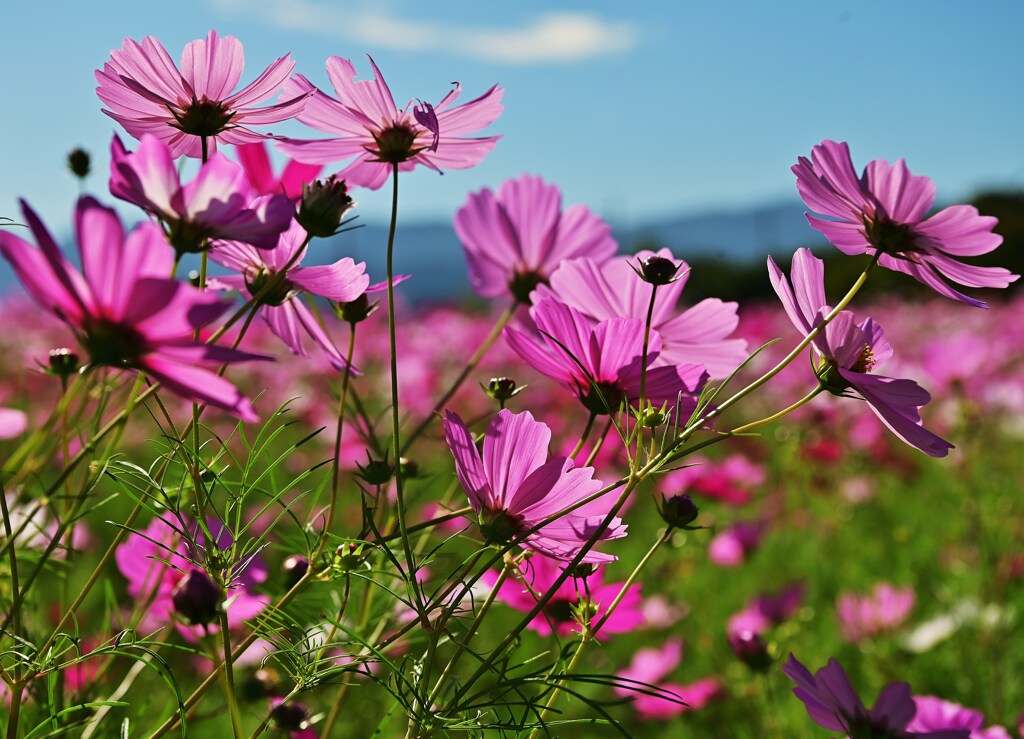 秋桜