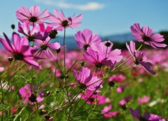 秋桜