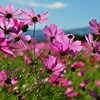 秋桜