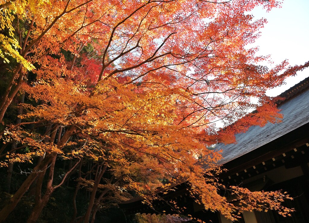 紅輝
