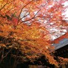 紅輝