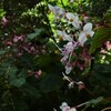 白く咲く