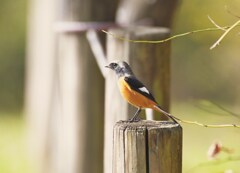 ジョービタキ♂