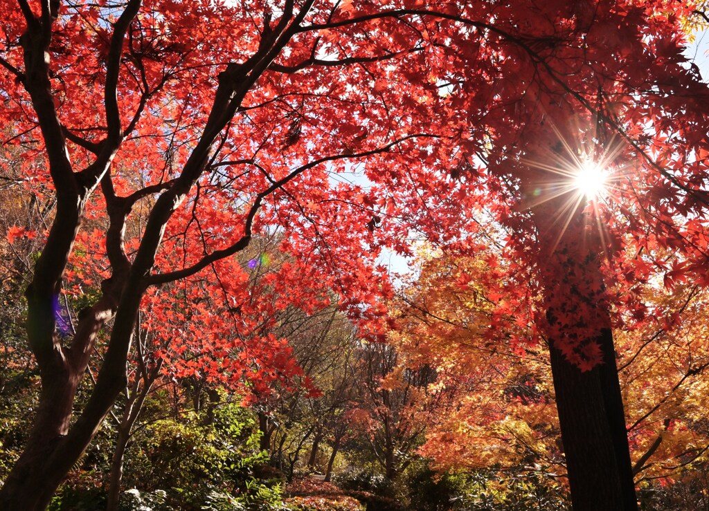 初冬の紅葉