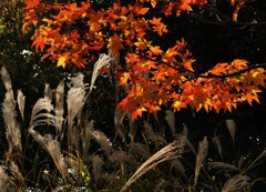 黄色のコラボ
