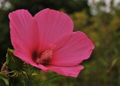 花央