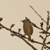 ビンズイ