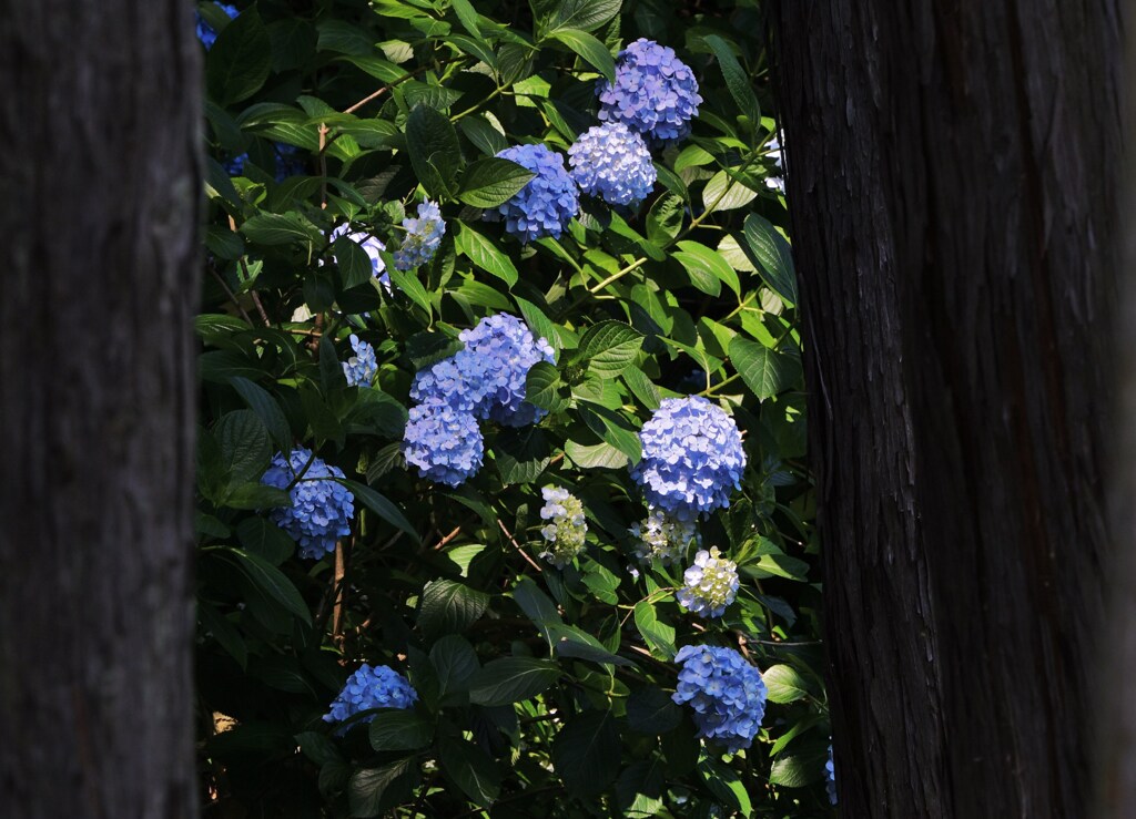 木の奥に