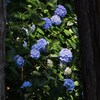 木の奥に