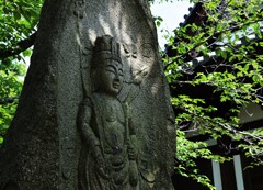 陽
