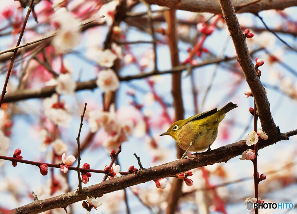 花中