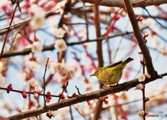 花中