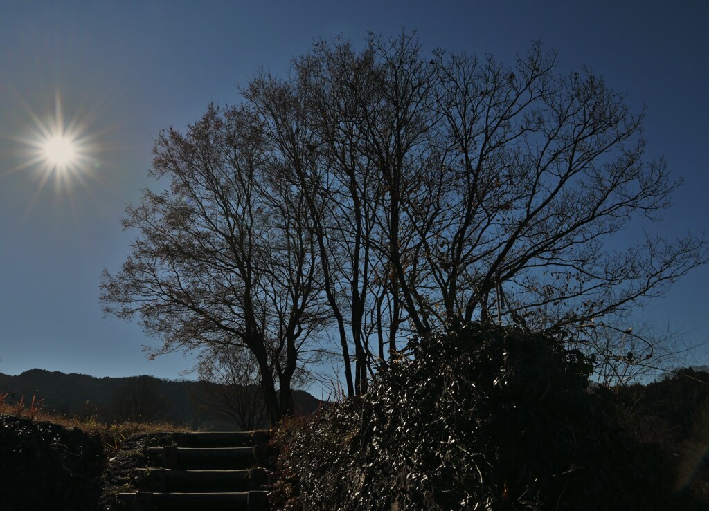 冬の太陽