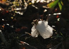 氷菓