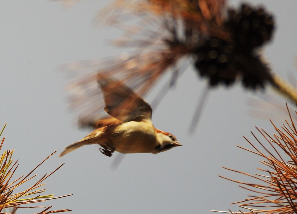 ニューナイスズメ