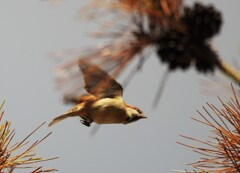 ニューナイスズメ