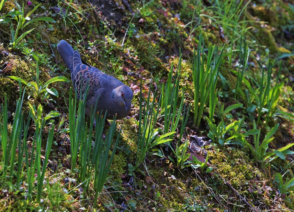 キジバト